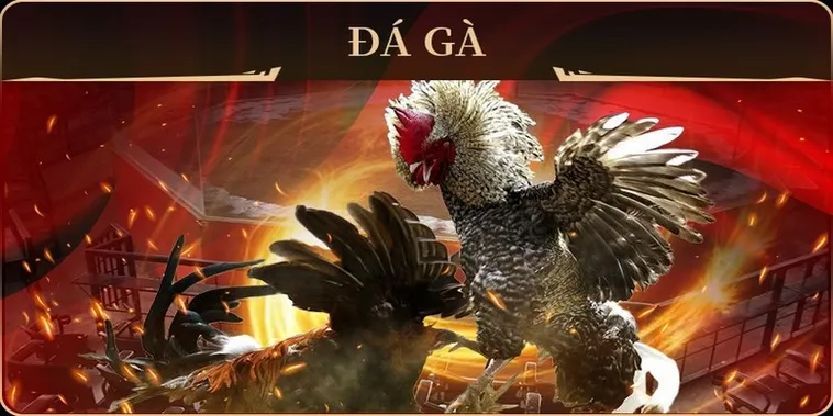 Chinh Phục Sảnh Đá Gà GA28 Tại 58Win Với Chiến Thuật Bất Bại 2 Chinh Phục Sảnh Đá Gà GA28 Tại 58Win Với Chiến Thuật Bất Bại