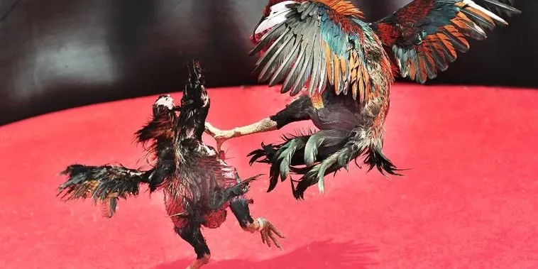 Hướng Dẫn Chơi Đá Gà Sabong Tại 58Win Từ Cao Thủ Filippin 1 Hướng Dẫn Chơi Đá Gà Sabong Tại 58Win Từ Cao Thủ Filippin