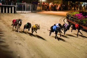 Hướng Dẫn Chơi Đua Chó Tại 58Win Cược Nhanh Thắng Lớn Dễ Dàng