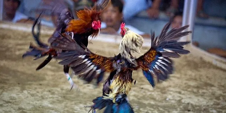 Hướng Dẫn Chơi Đá Gà Sabong Tại 58Win Từ Cao Thủ Filippin 2 Hướng Dẫn Chơi Đá Gà Sabong Tại 58Win Từ Cao Thủ Filippin